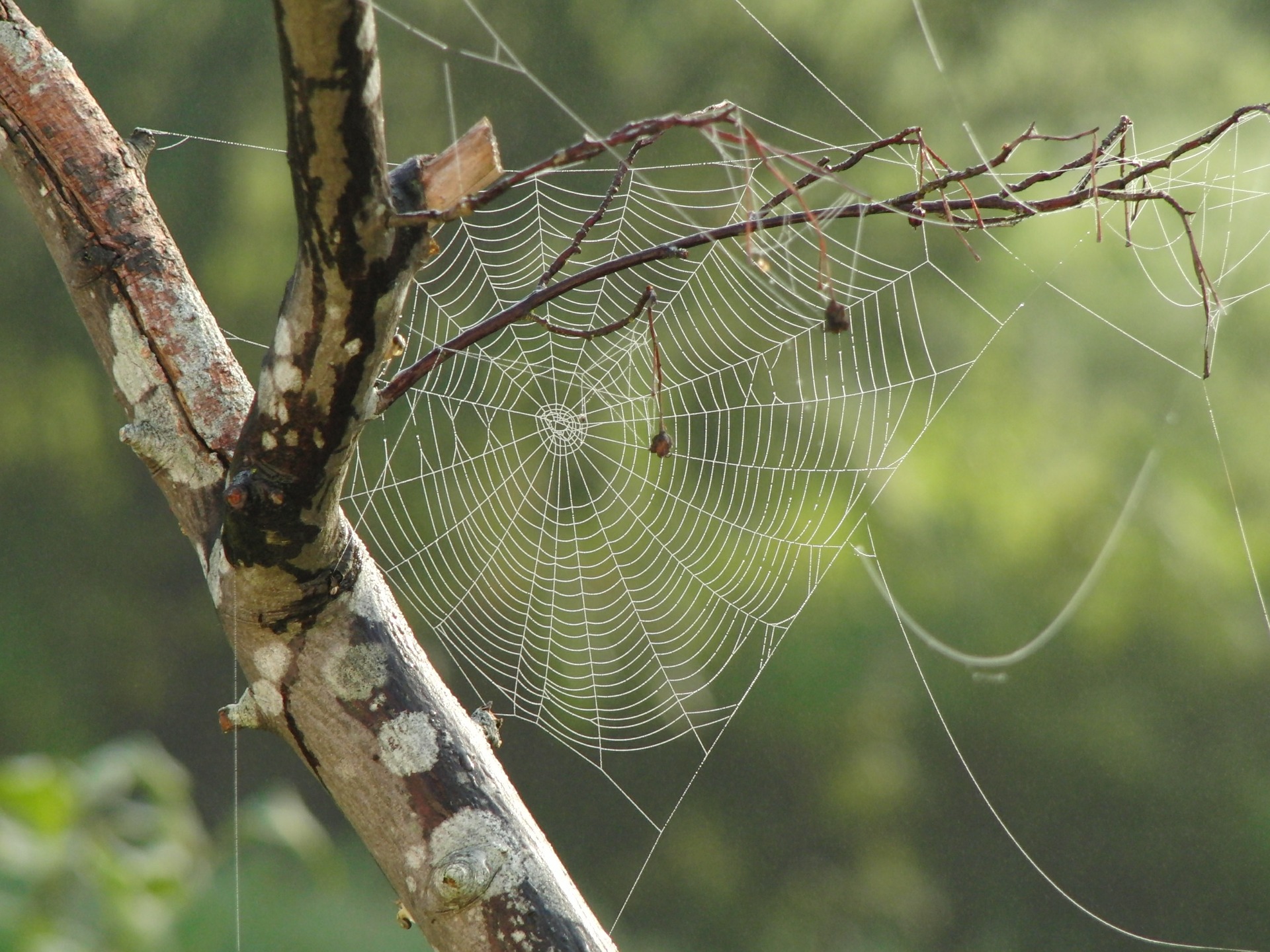 spider web in a tree